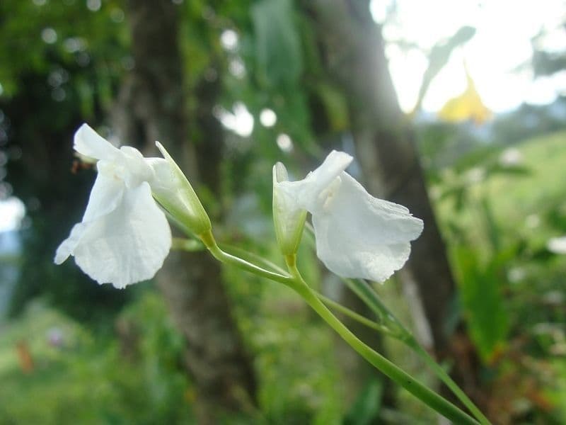 Maranta 8