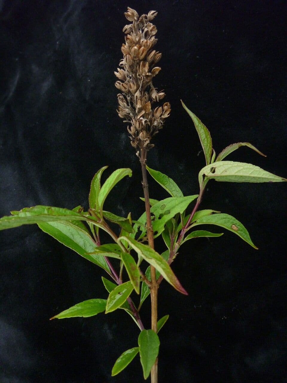 Pseudocaryopteris 3