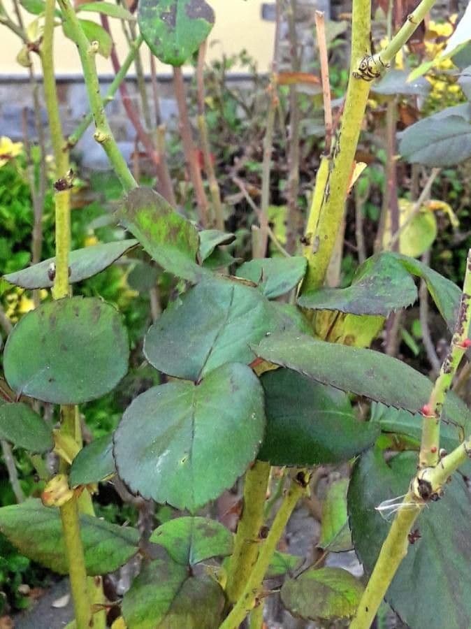 Rosa 18
