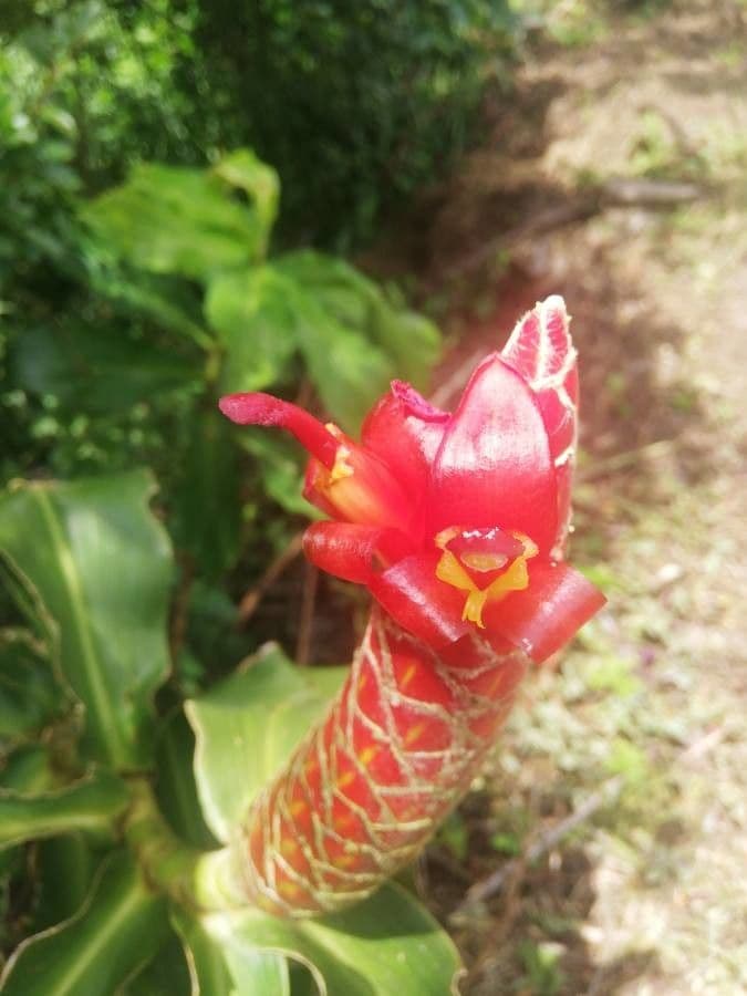 Costus 4