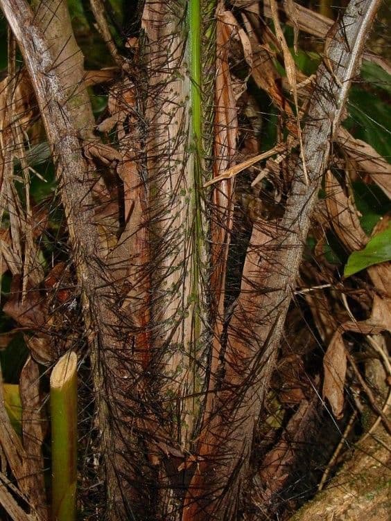 Acanthophoenix 17