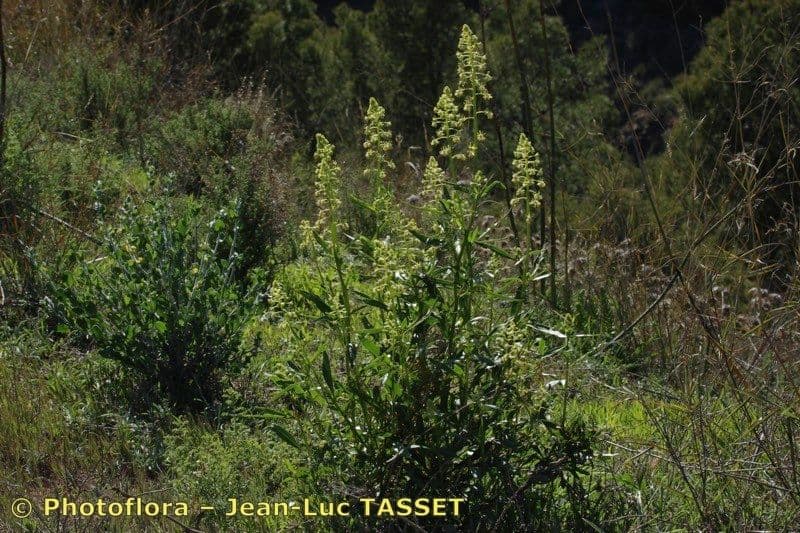 Reseda 10