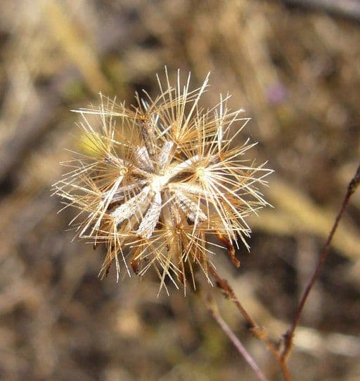 Lessingia