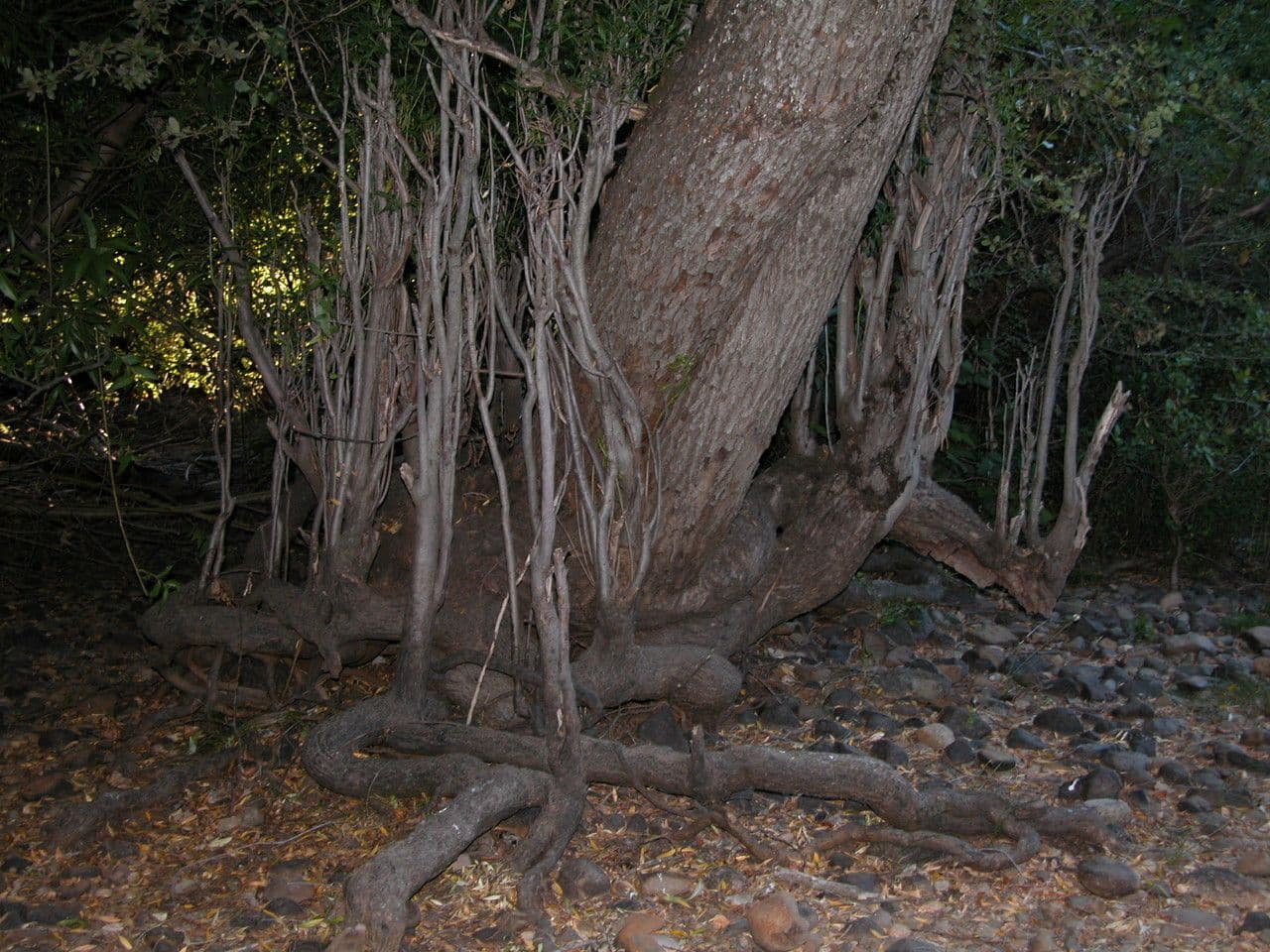 Myrceugenia 8