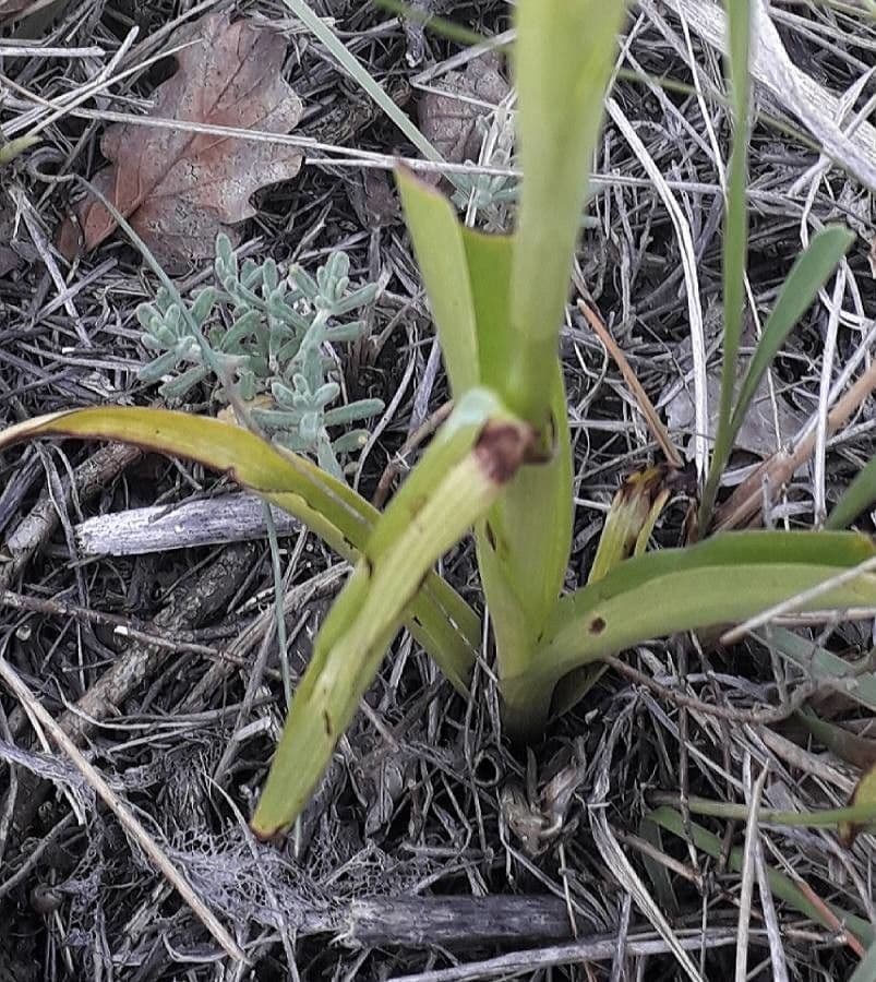 Orchis pyramidal 25