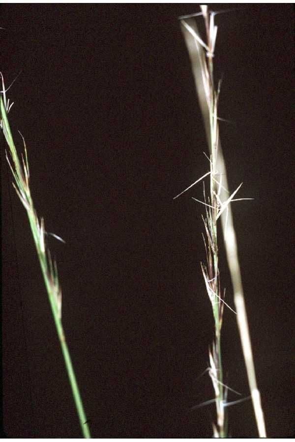 Aristida 2