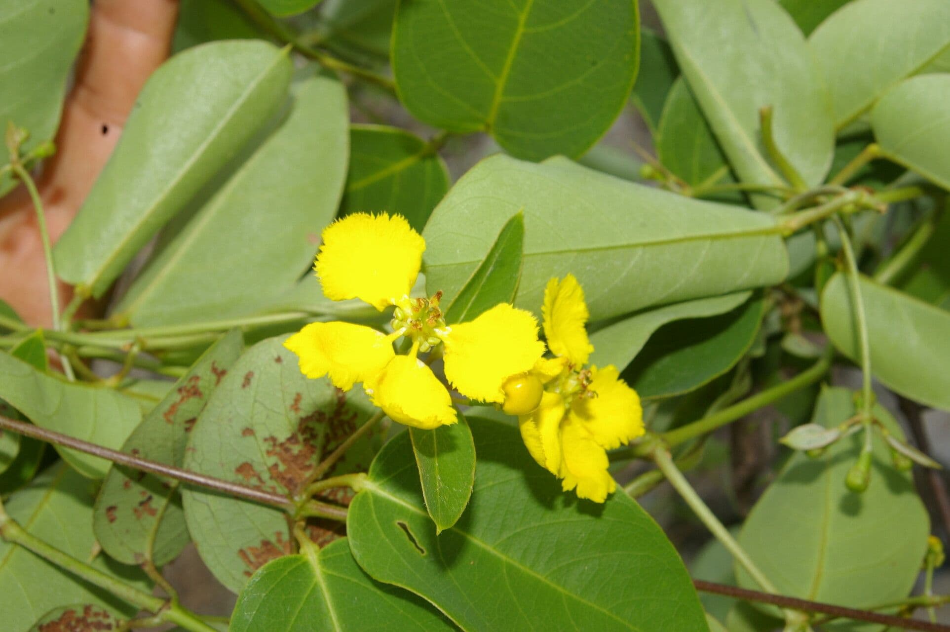 Stigmaphyllon 6