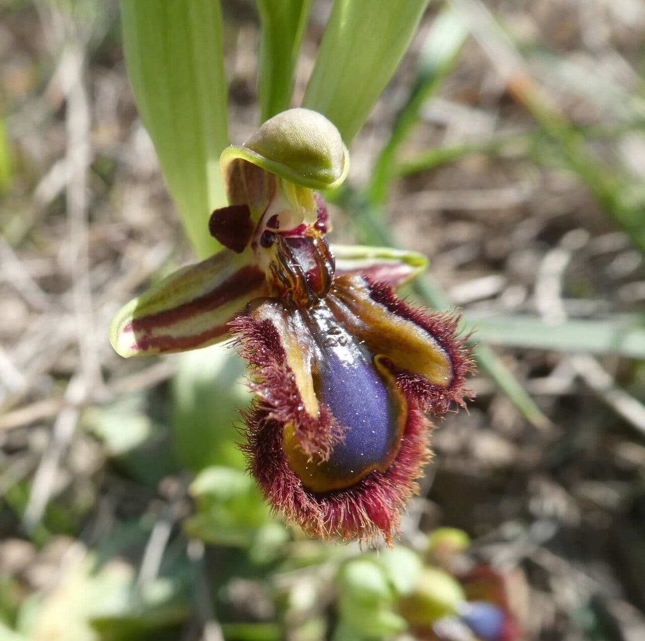 Ophrys speculum 6
