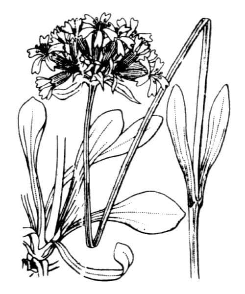 Saponaria bellidifolia 29