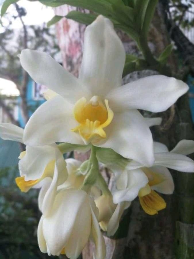 Orchidea 6
