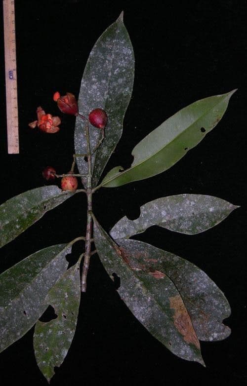 Chrysochlamys 8