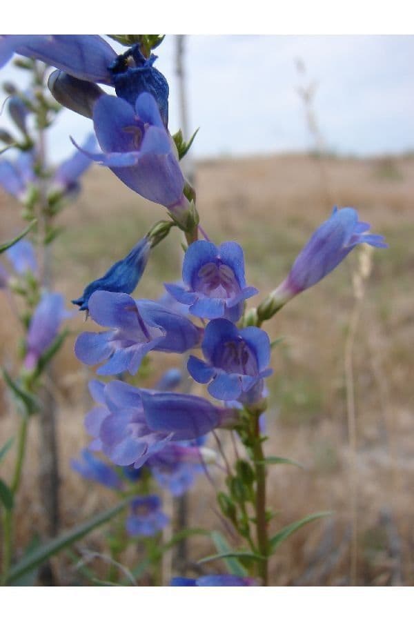 Penstemon 3