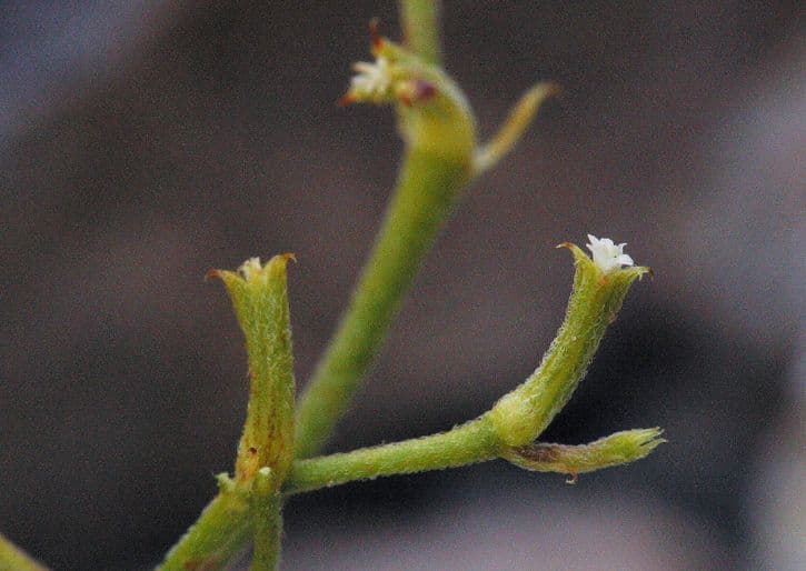 Chorizanthe brevicornu 4