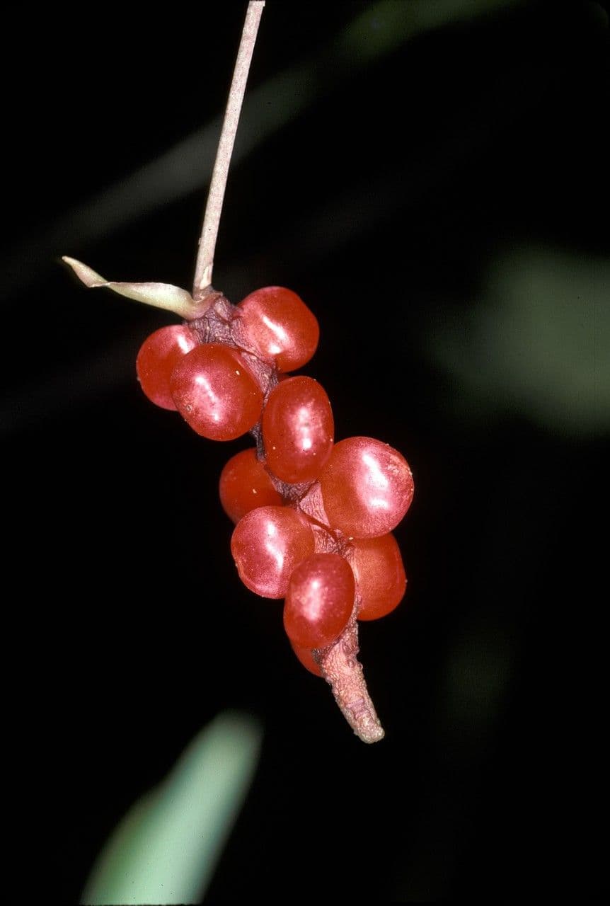 Anthurium gracile