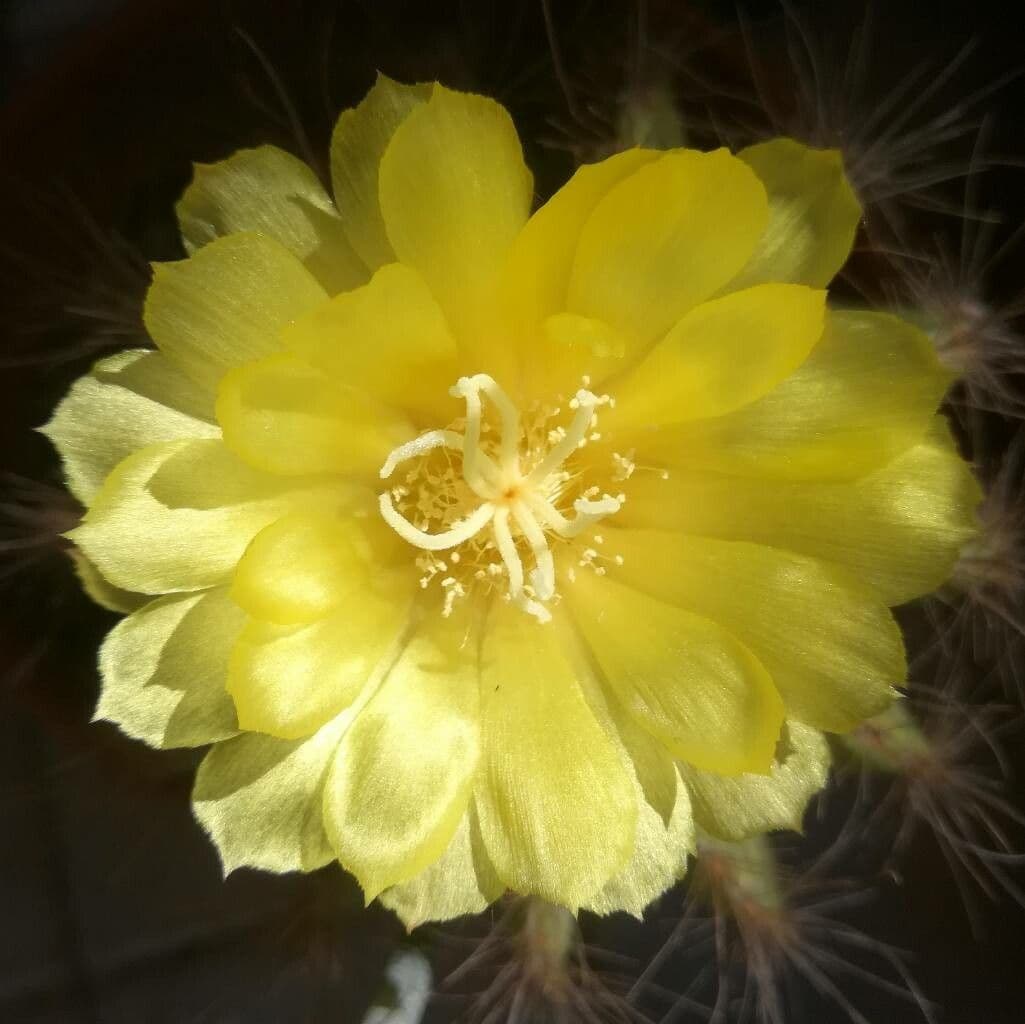 Parodia 5