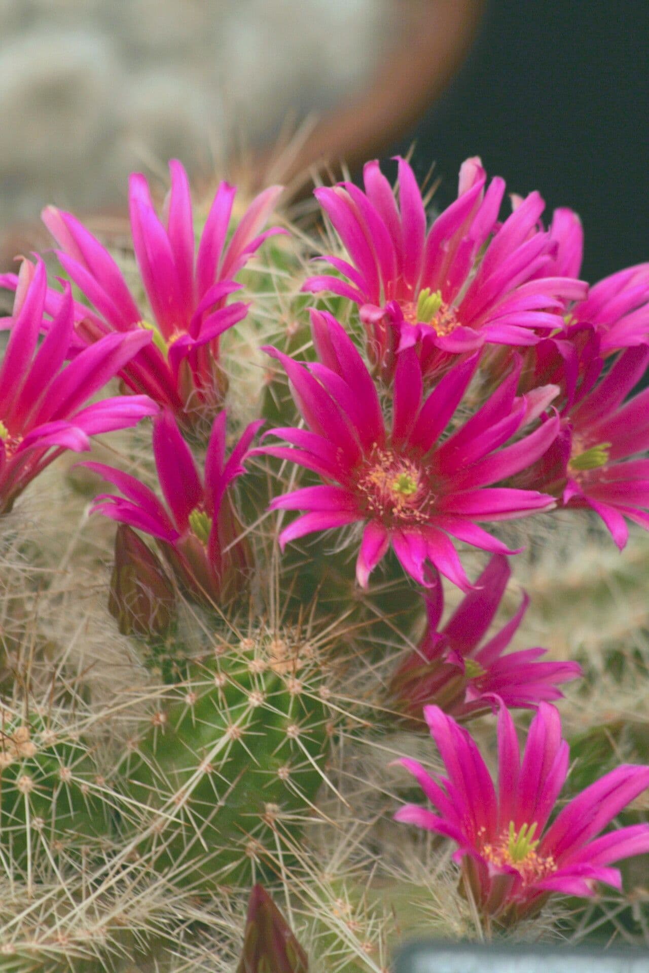 Echinocereus