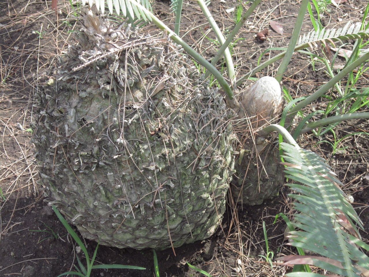 Dioon commestibile 4
