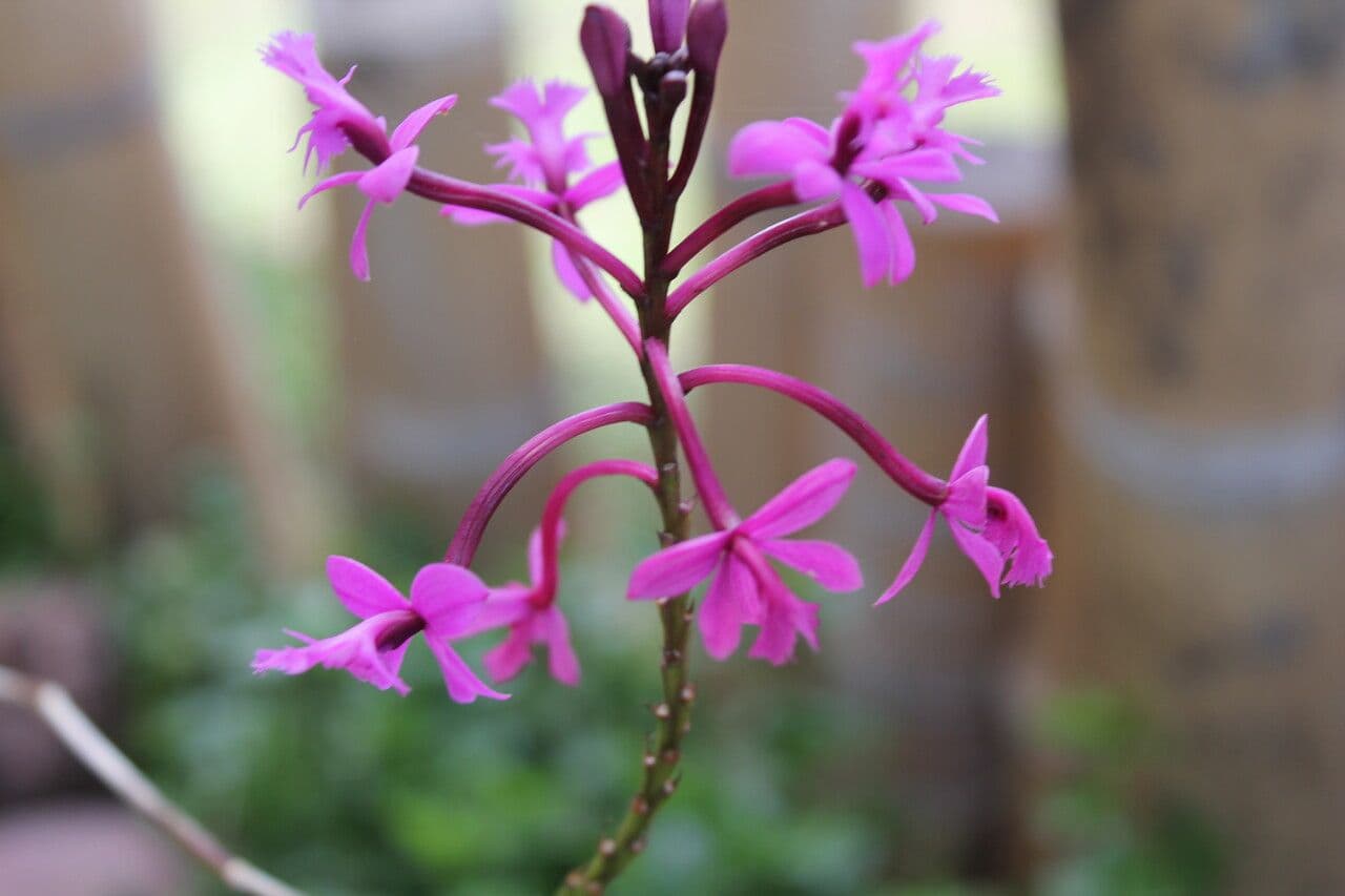 Epidendrum 3