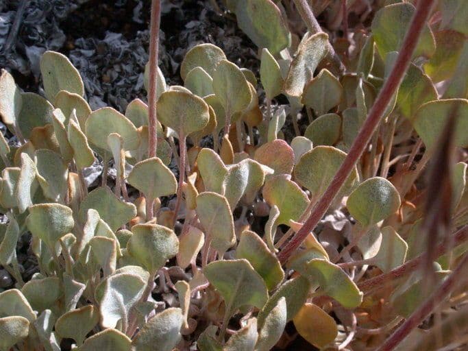 Blue mountain buckwheat 13