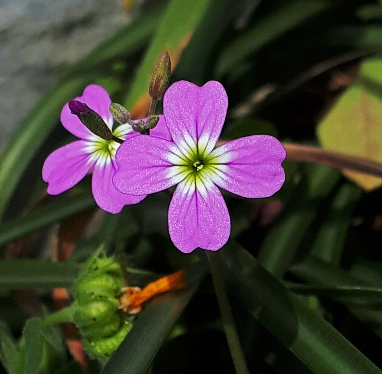 Malcolmia