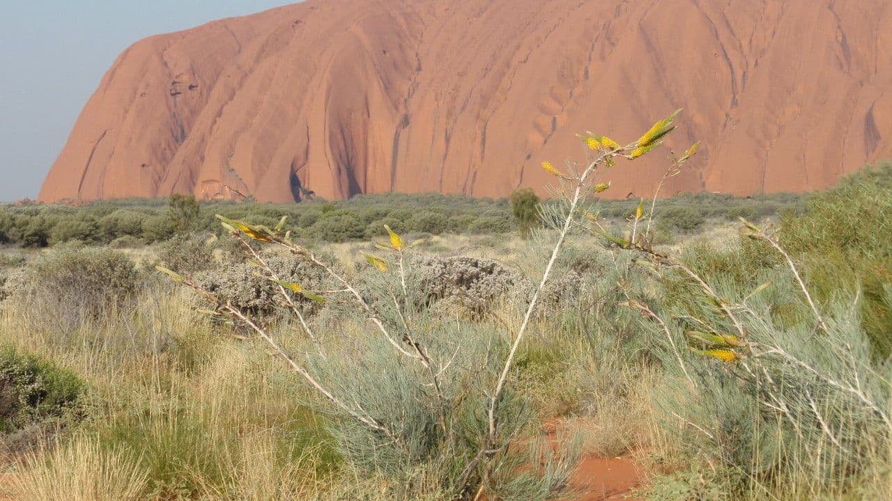 Grevillea 6