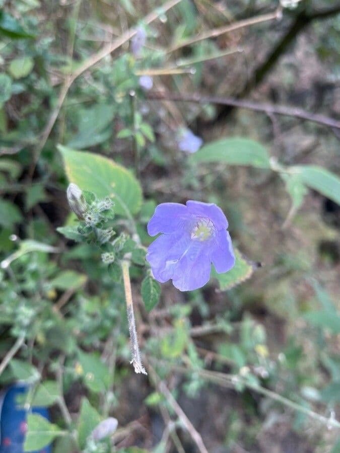 Hydrolea 4