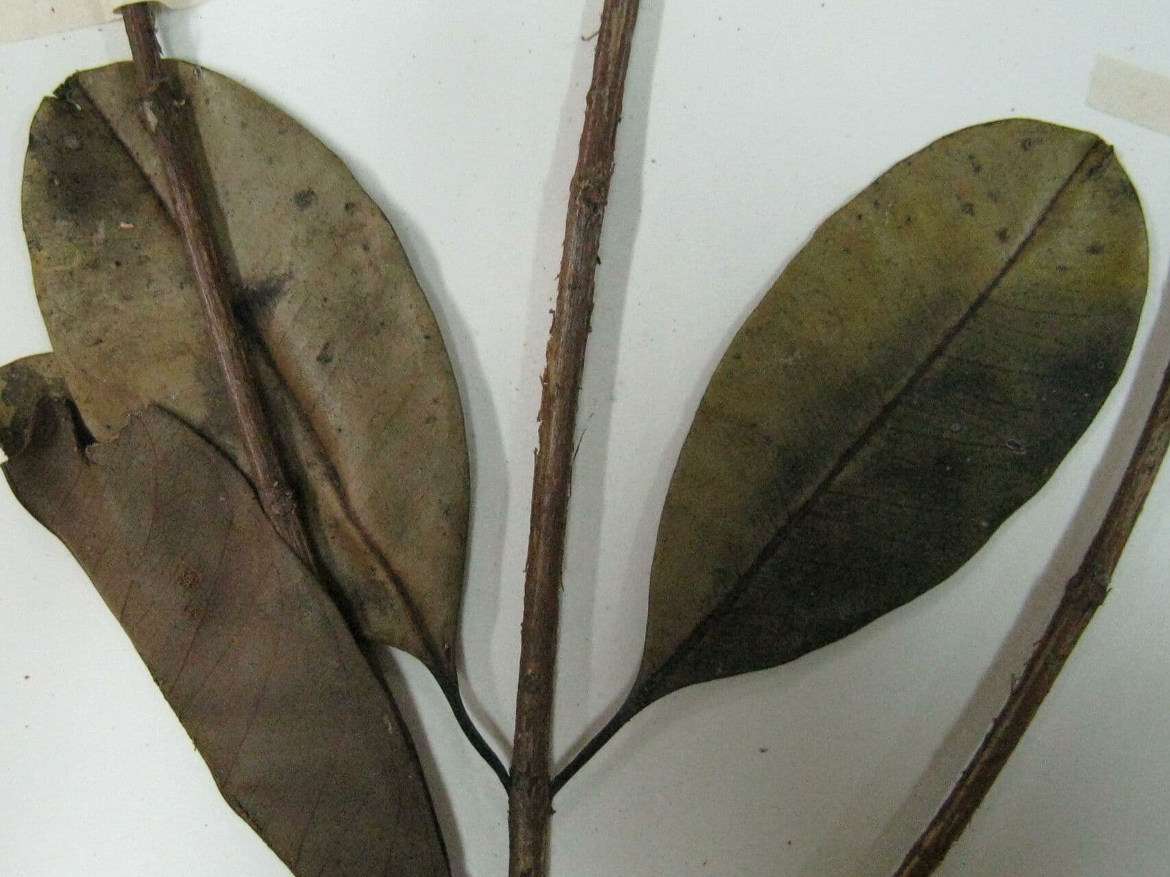 Vochysia 4