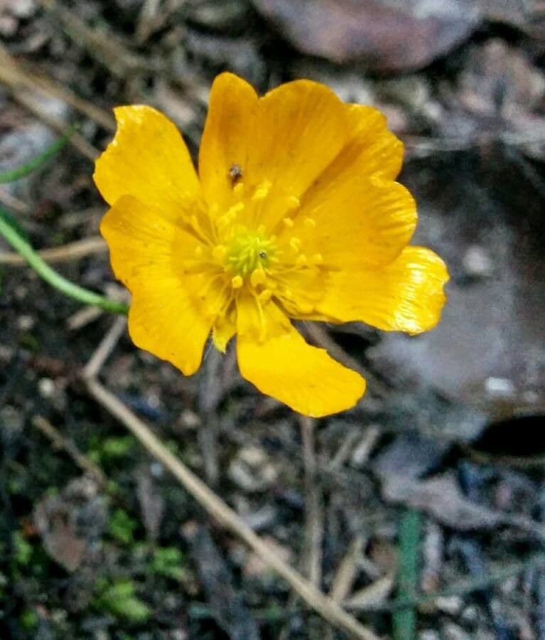 Ranunculus gramineus 10