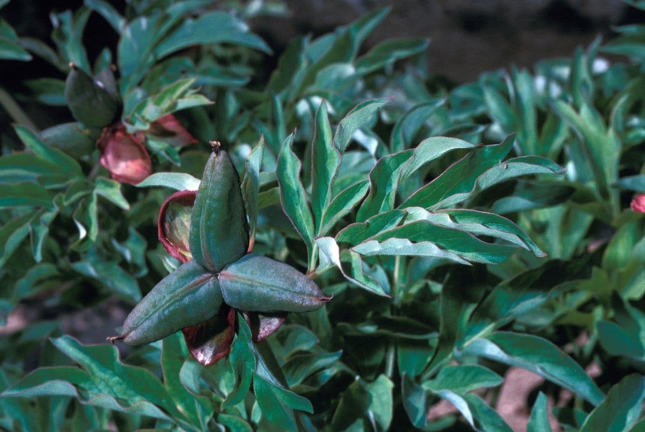 Piwonia czerwonawa