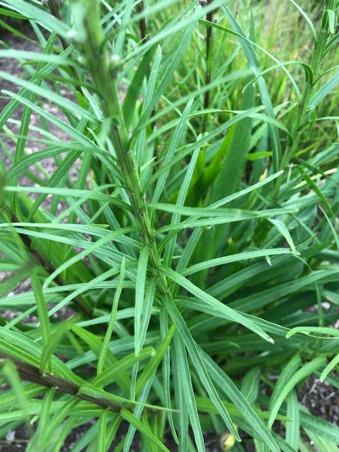 Liatris punctata 12