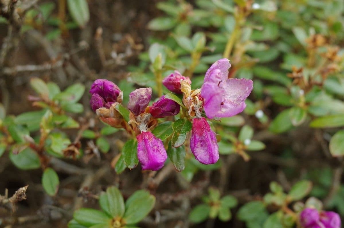 Rododendro del Salween 18