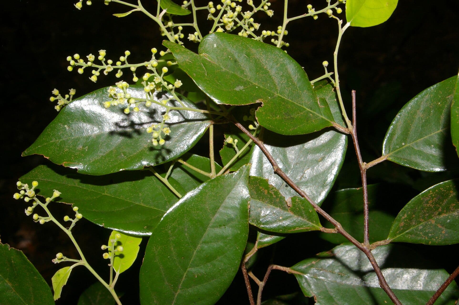 Licania 9
