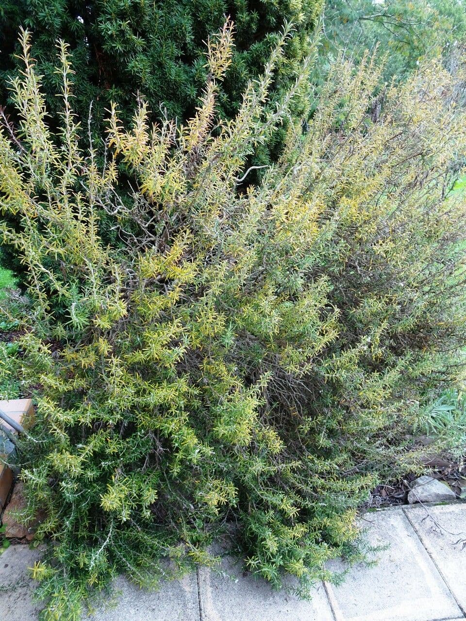 Rozmarýn lékařský 12