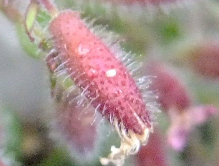 Saponaria rossa 5