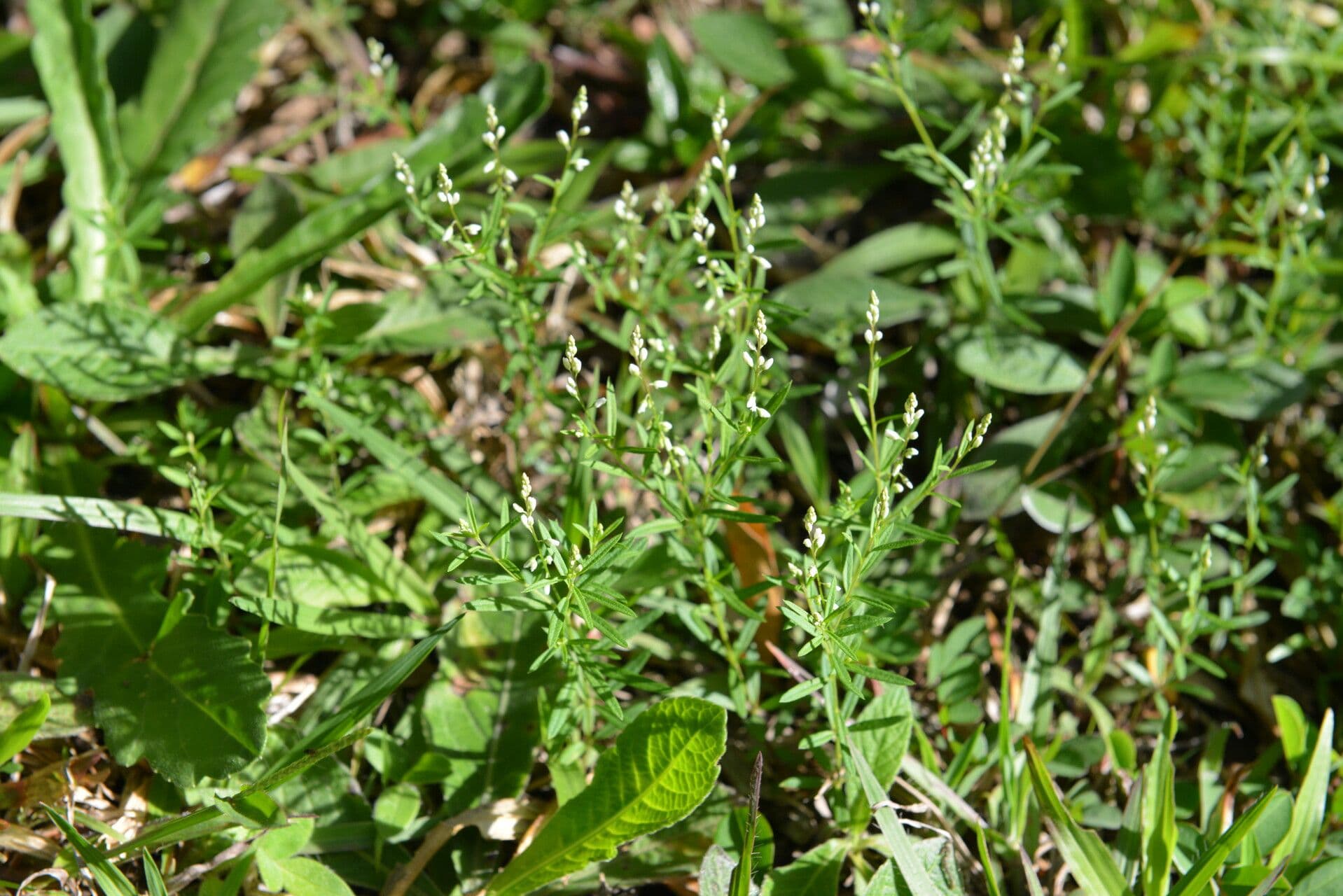 Polygala glochidiata 2