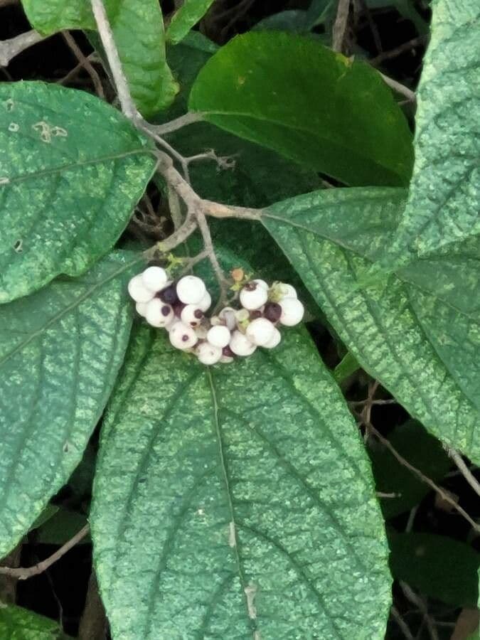 Callicarpa 2