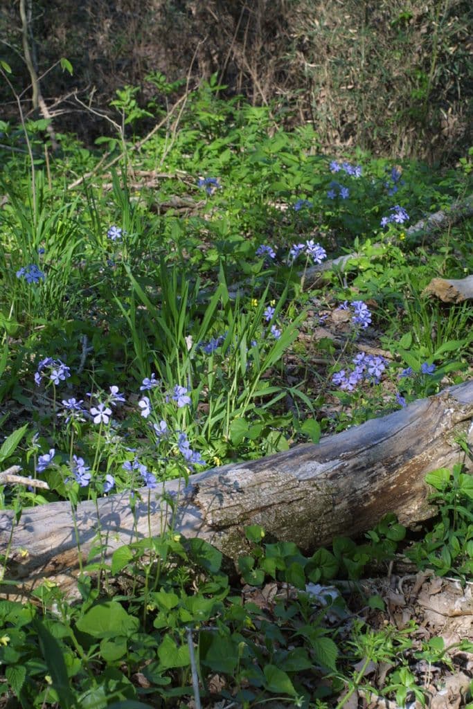 Flox divaricata 16