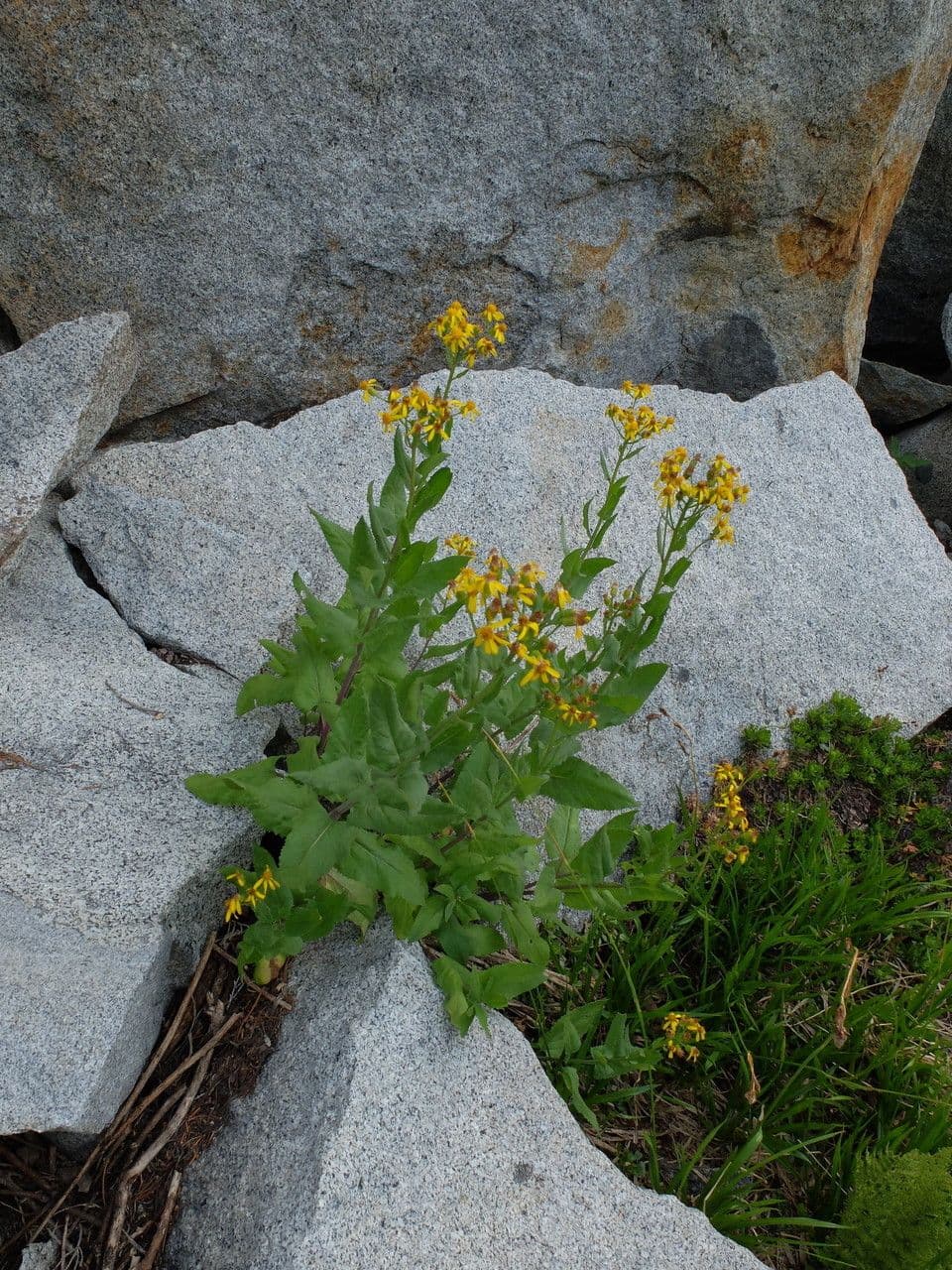 Senecio triangular 9