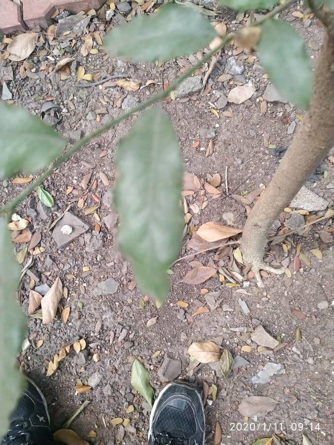 Putranjiva 4