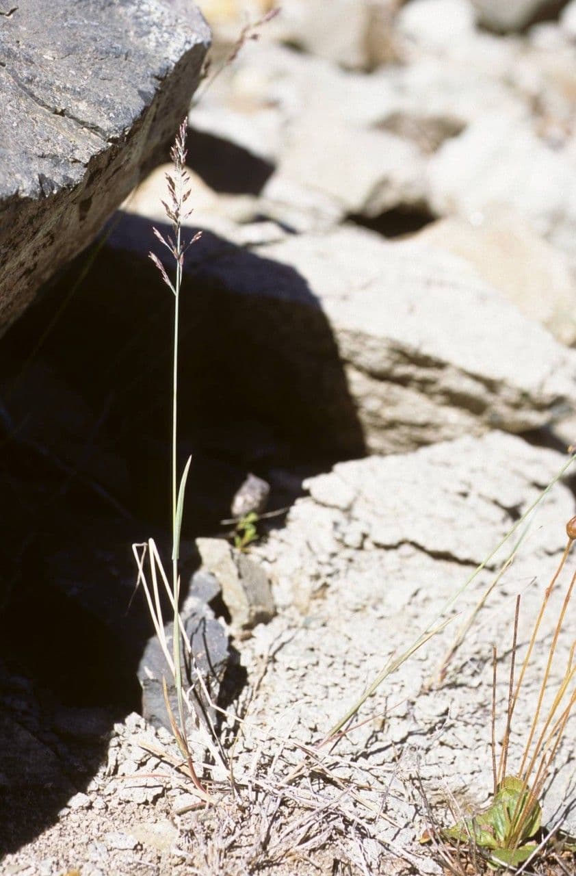 Blaugrüne Grannen-Rispengras 7