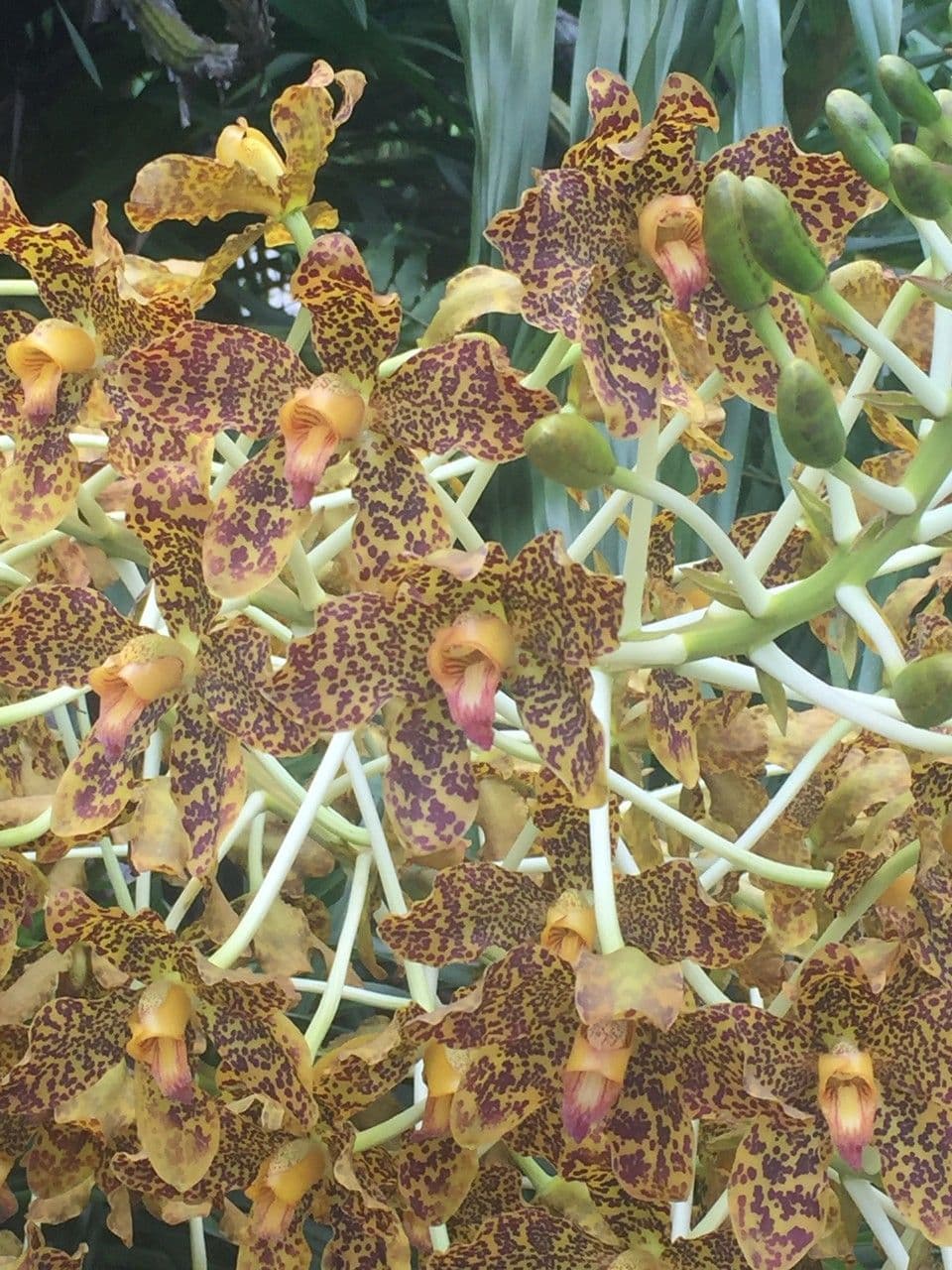 Orchidea Tigre 24
