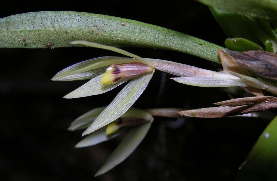 Maxillaria