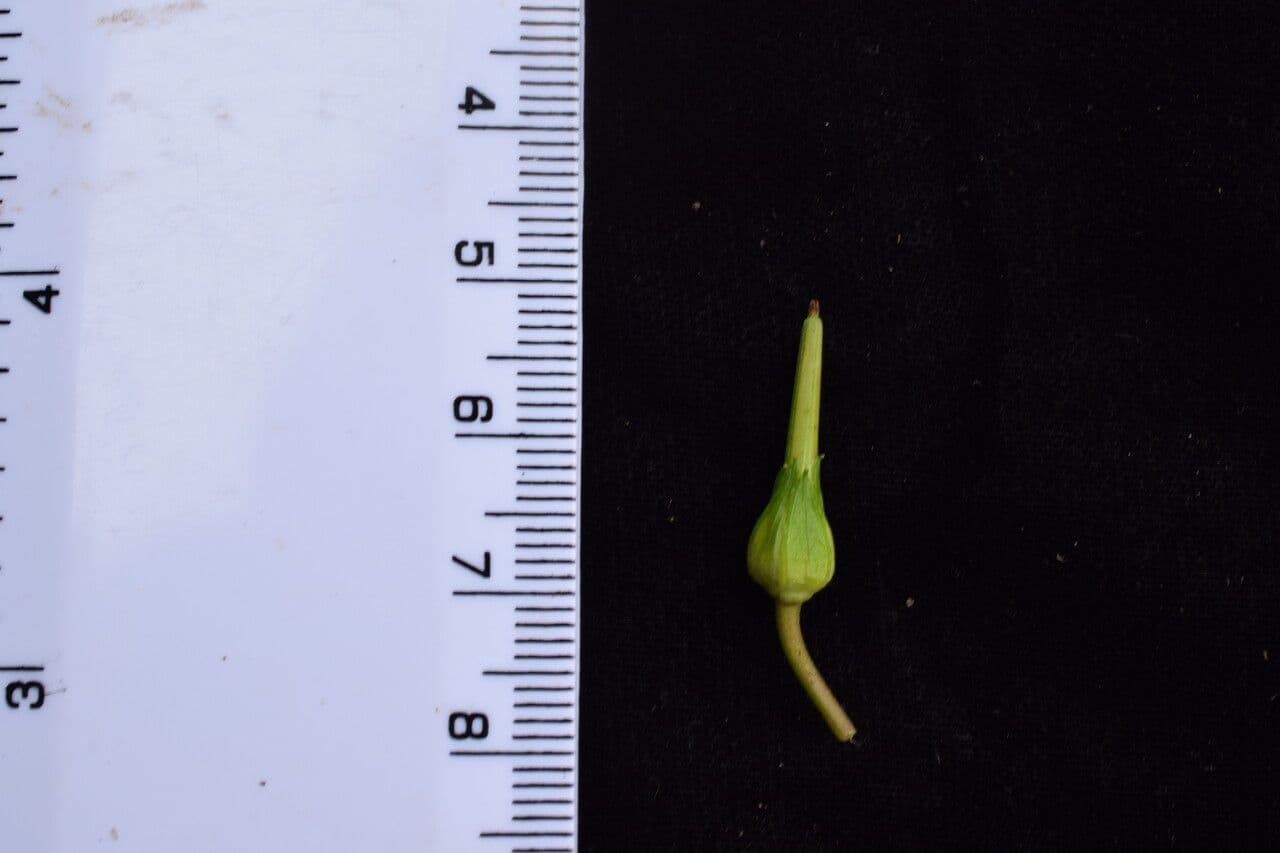 Nakao-Storchschnabel