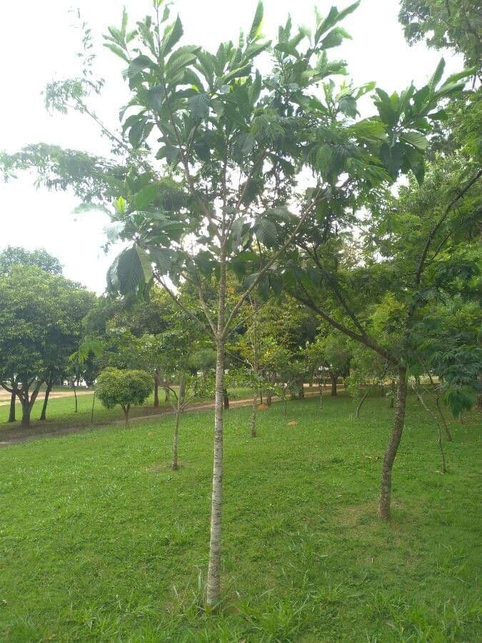 Genipapo-Baum 11
