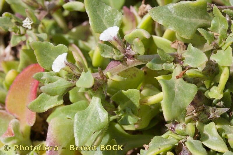 Sclerophylax 2