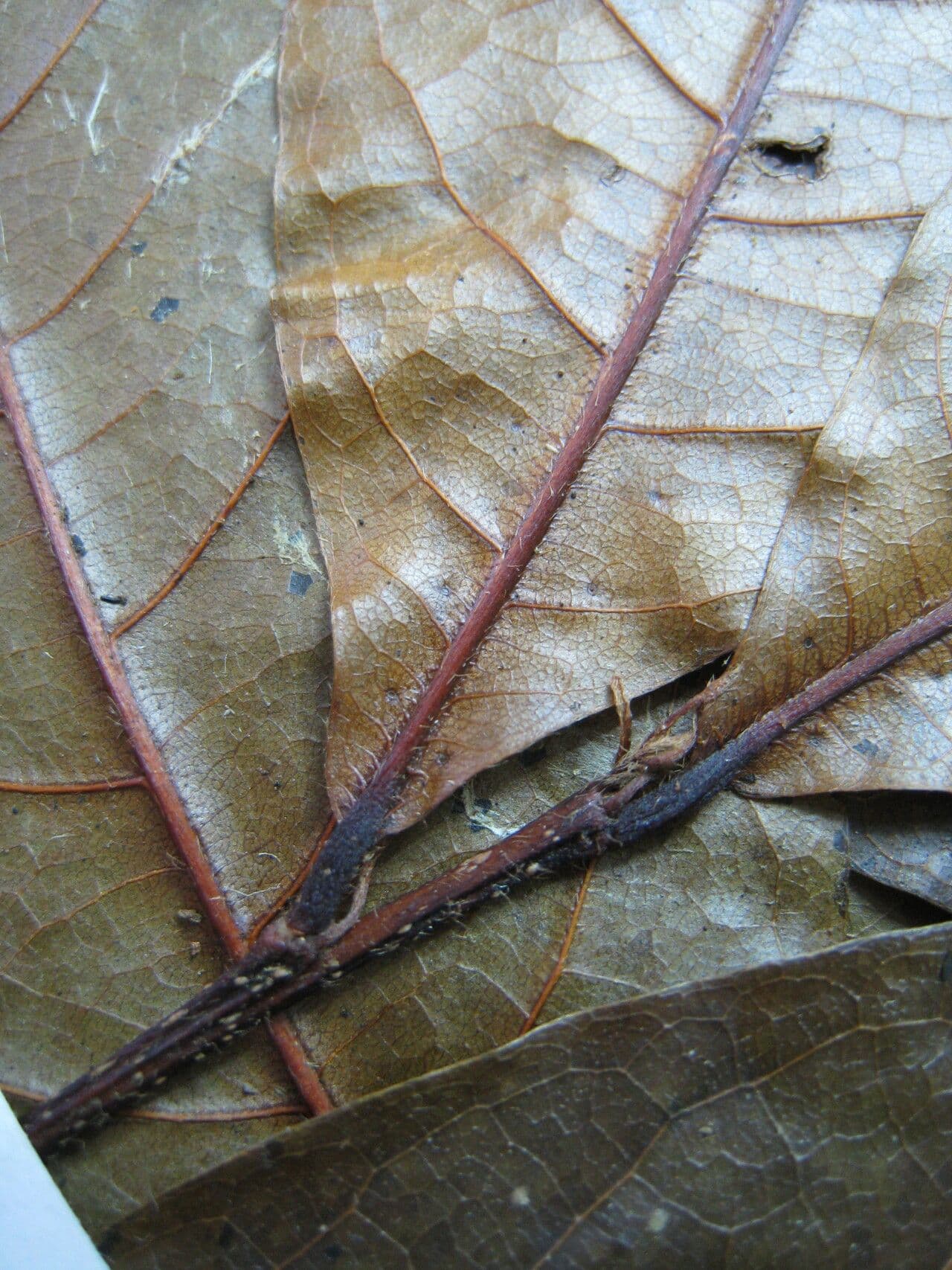 Hirtella