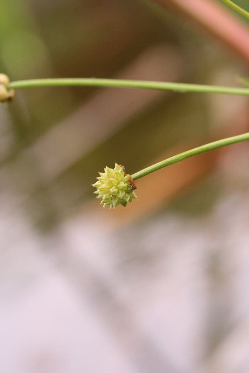 Alisma gramineo 3