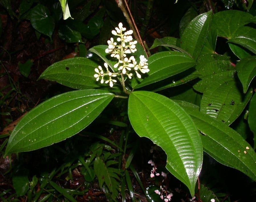 Miconia cooperi 17