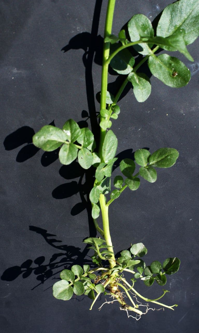 Billeri amaro 25