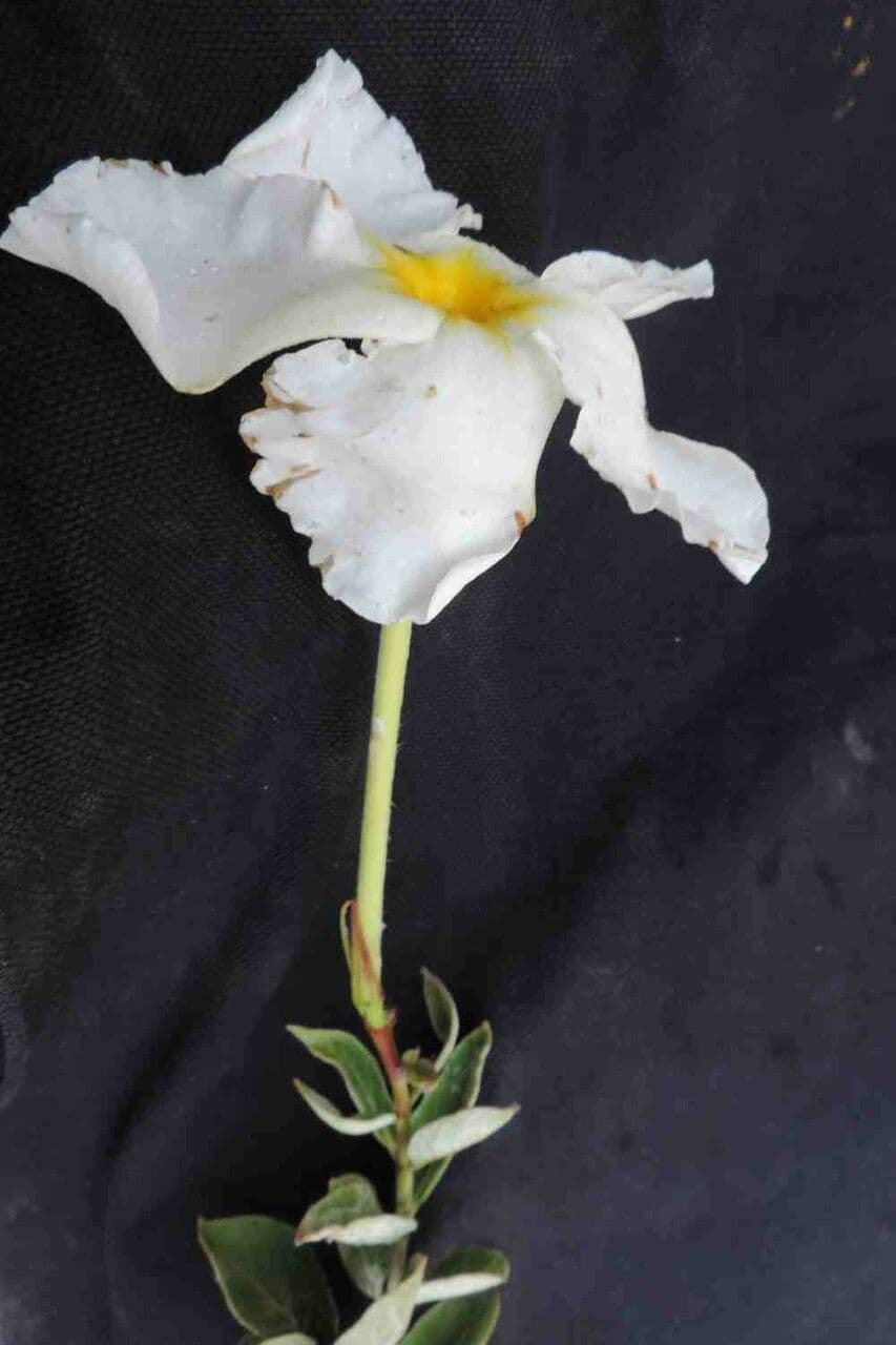 Mandevila 5